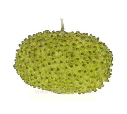 CL31000140  Bougie Graine verte Point à la ligne 8,00 €