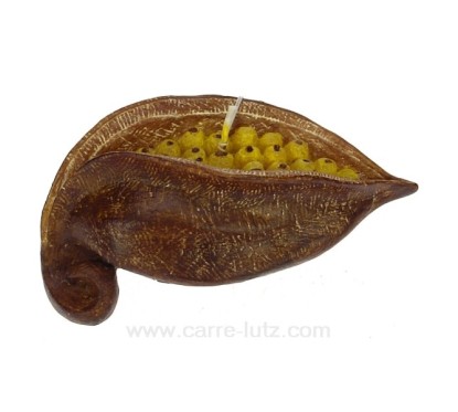 Bougie Graine brachicyton Point à la ligne