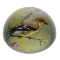 Sulfure oiseau fond jaune