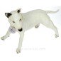 CHIEN BULL TERRIER ANGLAIS