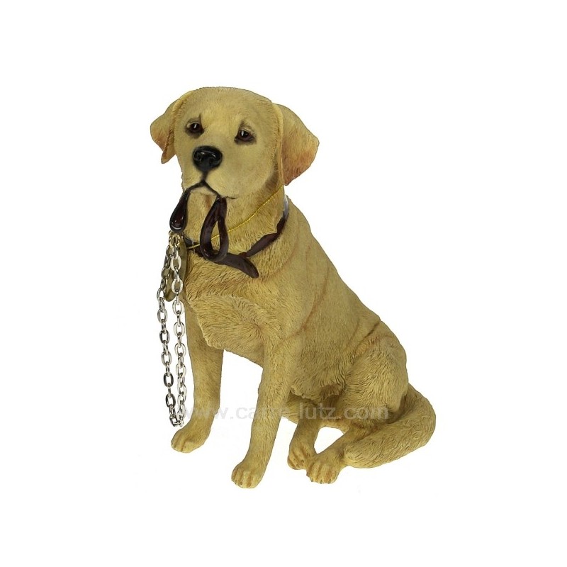 Labrador beige laisse