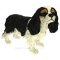 Cavalier King Charles